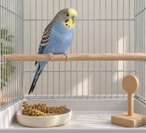 how to tame a budgie step by step