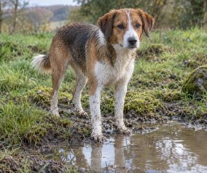 leptospirosis in dogs how dogs catch it